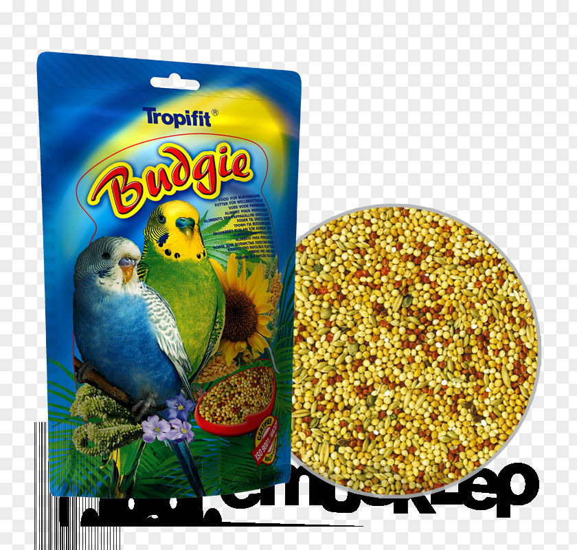 Bird Budgerigar Food Cockatiel Parrot PNG