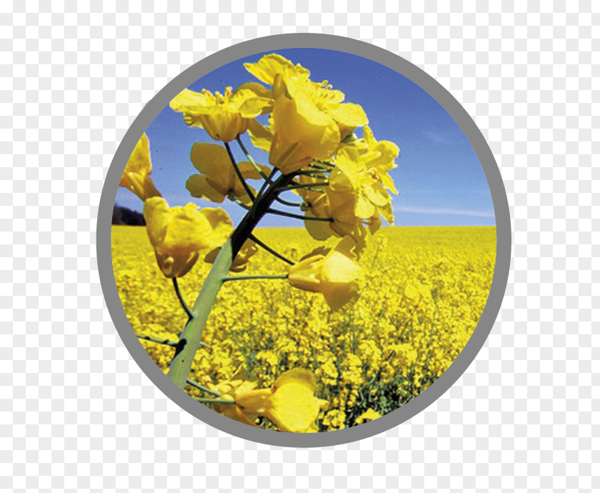 Canola Oil Rapeseed Seed Food PNG
