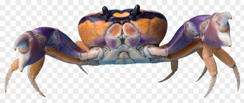 Crab Google S Color PNG s Color, Beautiful color crabs clipart PNG