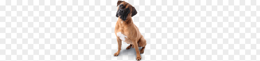 Dog PNG clipart PNG