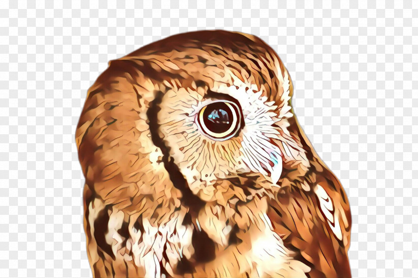 Falconiformes Barn Owl Bird Of Prey Eastern Screech Beak PNG