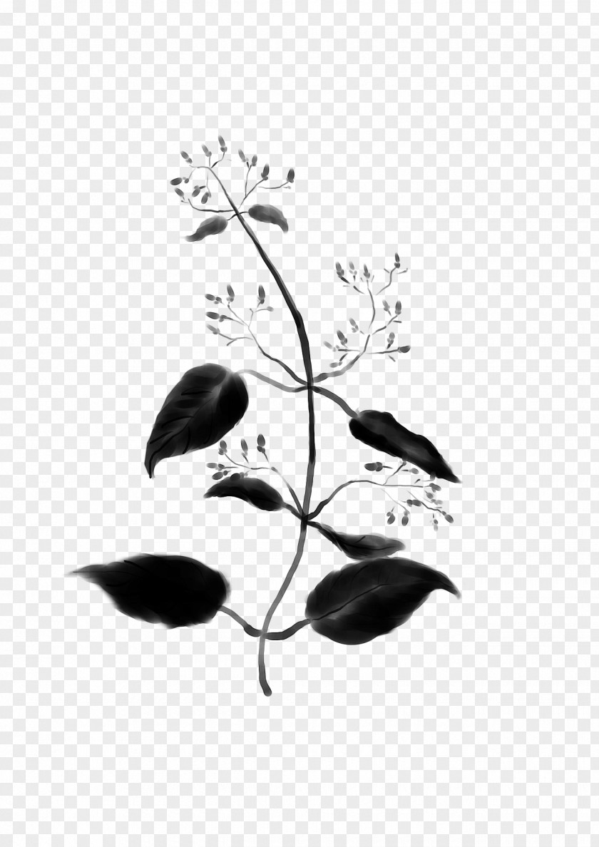 M Plant Stem Leaf Font Twig Black & White PNG
