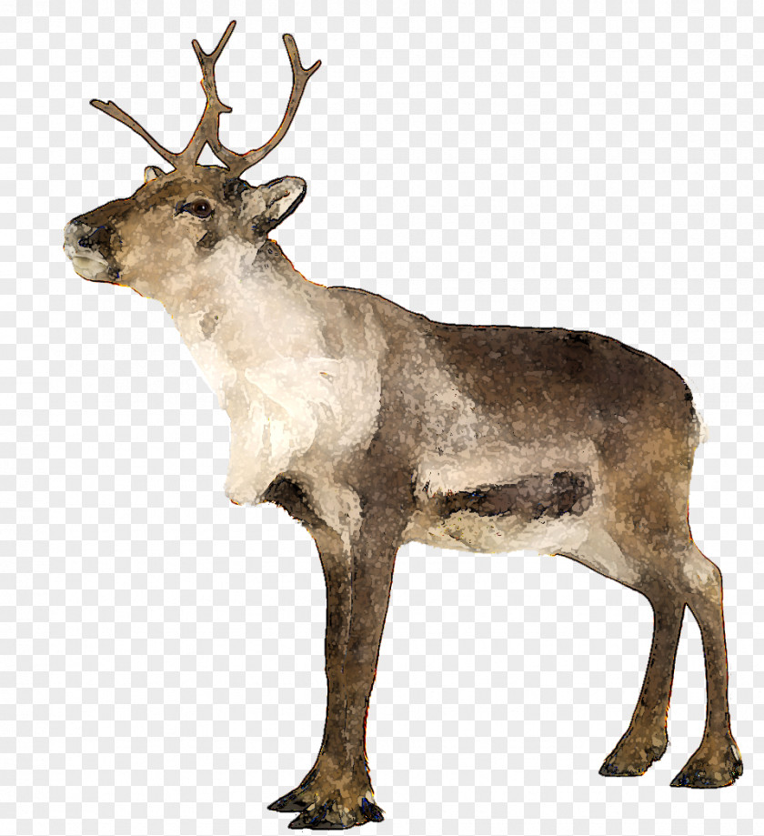 Reindeer Teach Yourself Norwegian Enjoy Norwegian: Complete Norway PNG