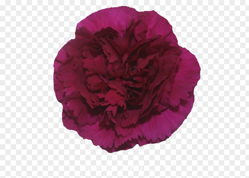 Crimson Viper Cabbage Rose Carnation Cut Flowers Petal Peony PNG