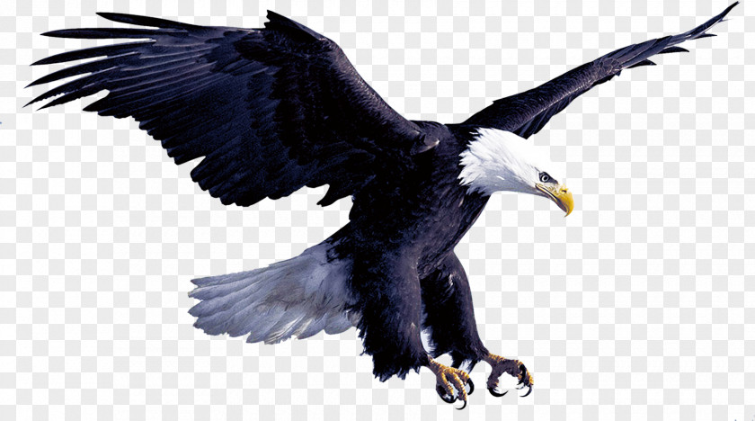 Eagle Flight Hawk PNG