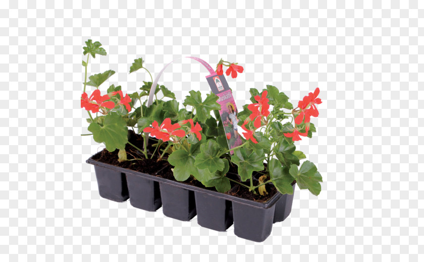 Musk Flower Ivy Geranium Houseplant Flowerpot Annual Plant PNG