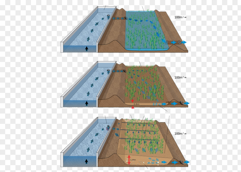 Pond Sewage Treatment Reed Bed Wastewater Biologinen Vedenpuhdistus PNG