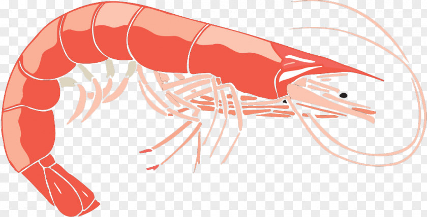 Shrimp PNG , lobster clipart PNG