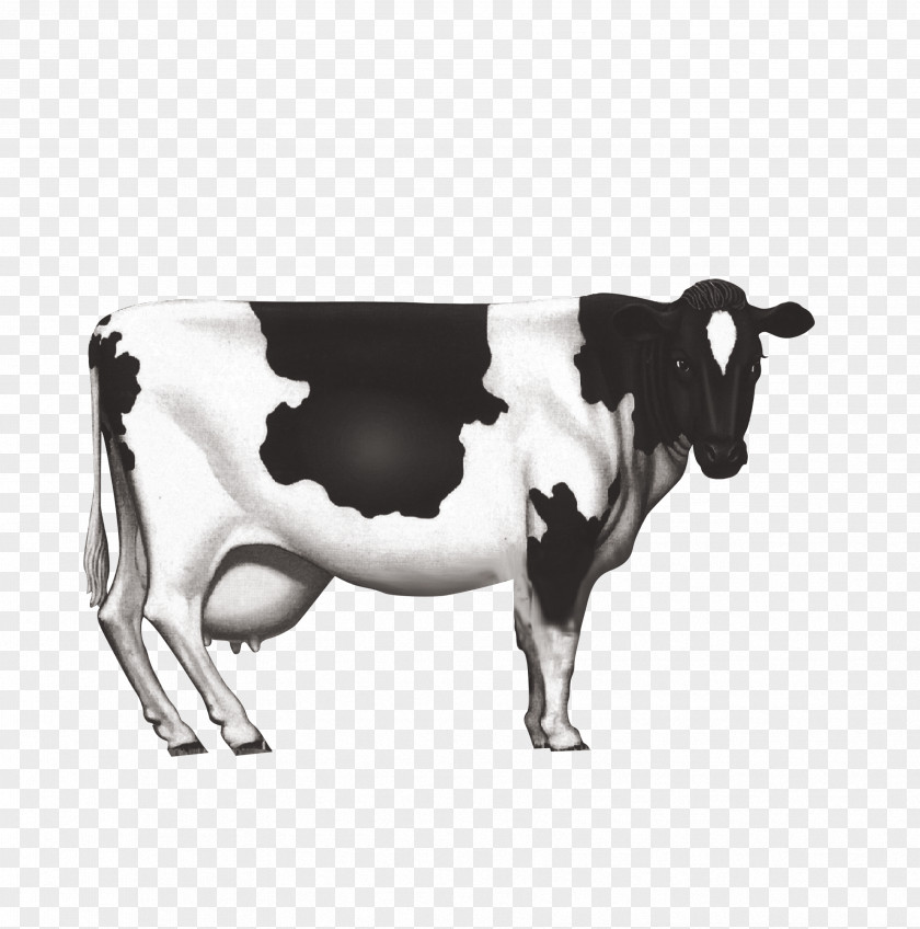 Dairy Cow Holstein Friesian Cattle Milk Calf PNG