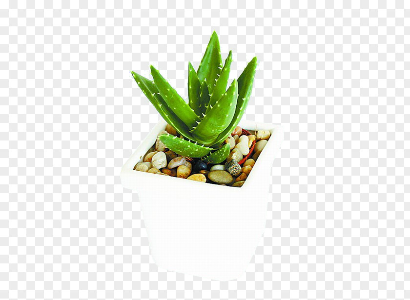 Aloe Potted Vera U690du7269u7684u79d8u5bc6 Houseplant Feng Shui PNG