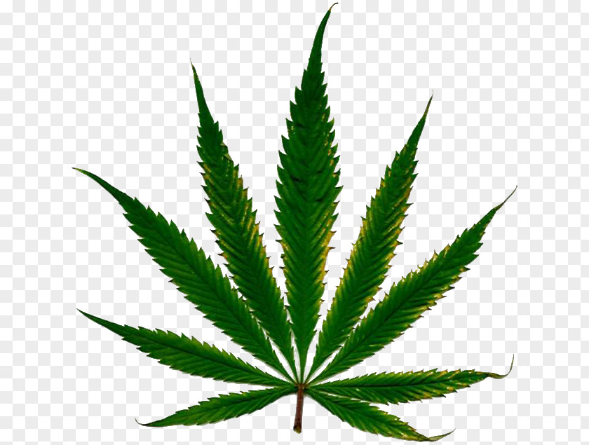 Cannabis Cultivation Leaf Nutrient Hemp PNG