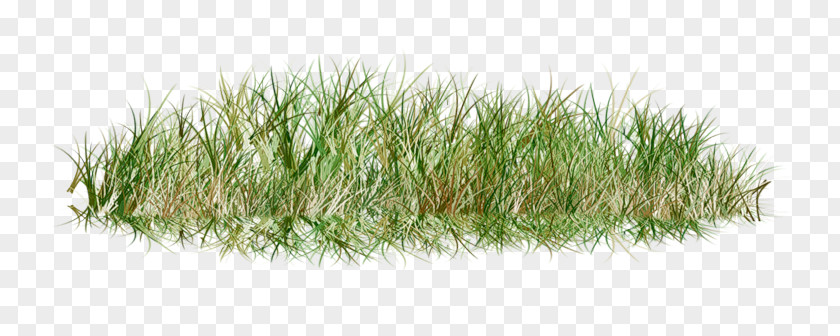 Dry Lawn Grass Clip Art PNG
