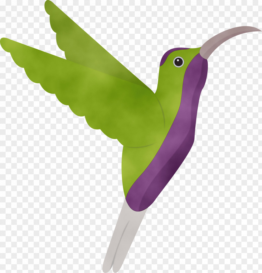 Feather PNG