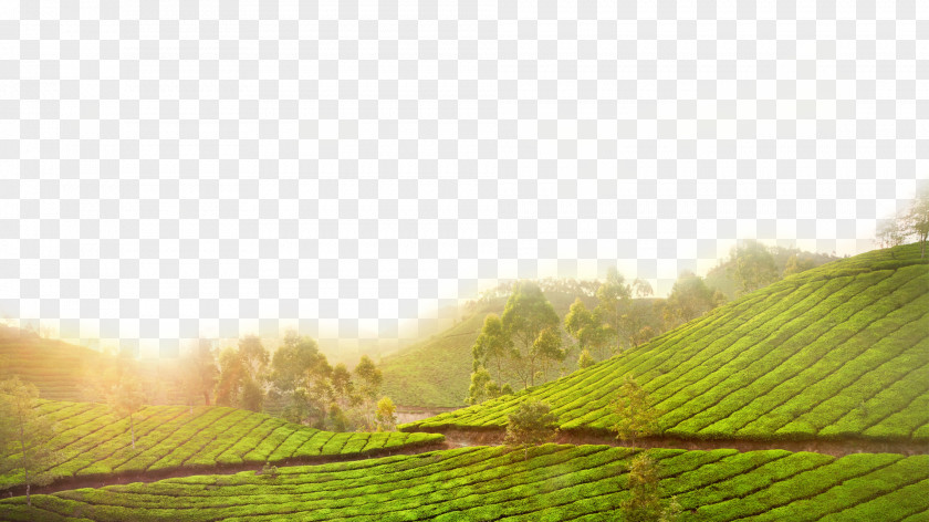 Green Tea Field Canh Thxe2n PNG