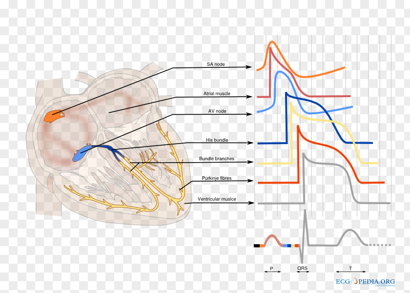Heart Electrical Conduction System Of The Cardiology Cardiac Action Potential Electrocardiography PNG