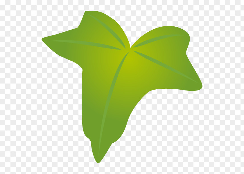 Illustration Leaf Boston Ivy Product Design PNG