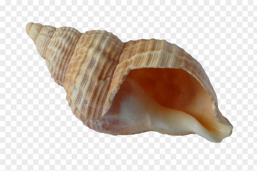 Seashell Clam Mussel Shore PNG