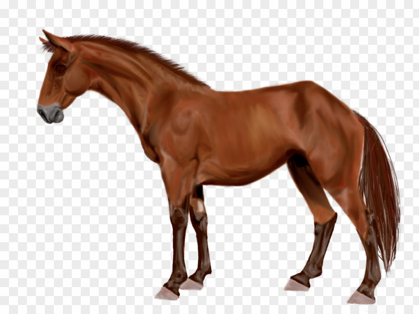Watercolor Horse Mare Arabian Stallion Australian Stock Mustang PNG