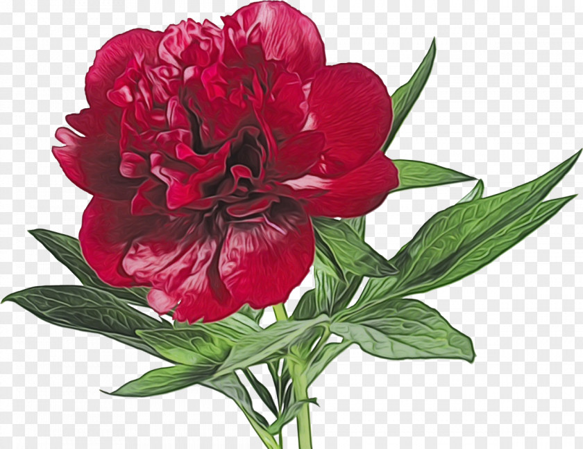 Wild Peony Cut Flowers Flower Flowering Plant Common Red PNG