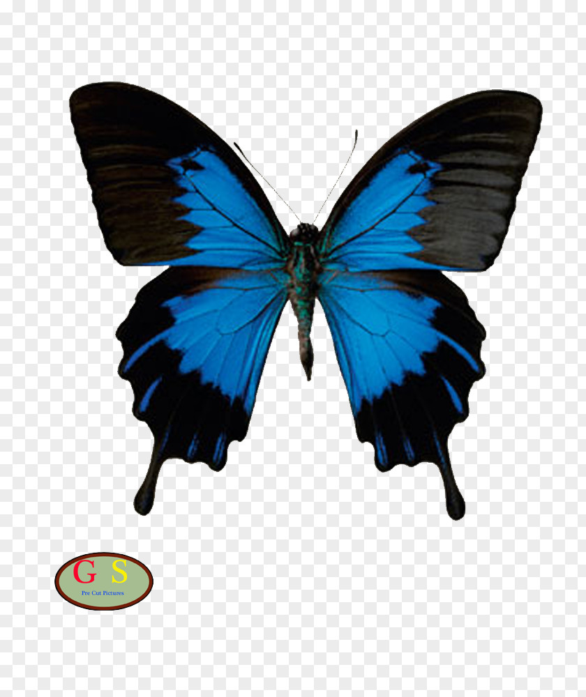 Butterfly American Sign Language Papilio Ulysses PNG