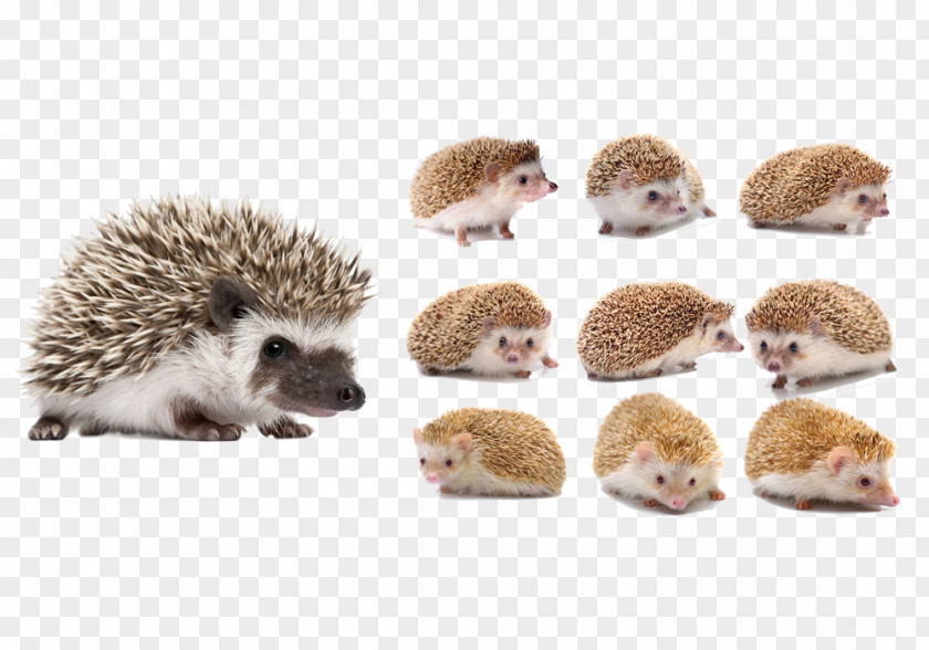 Cute Hedgehog Four-toed Animal Download PNG