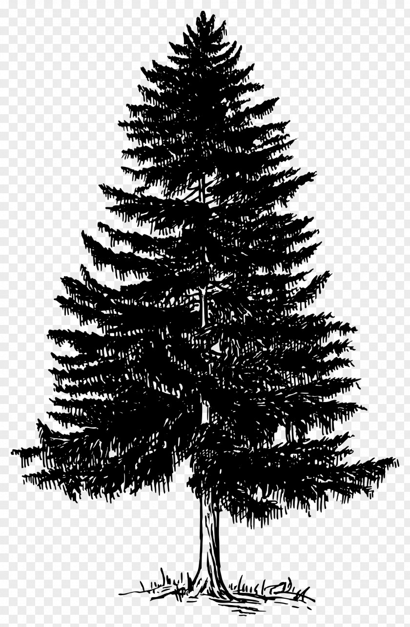 Evergreen Trees Bus Stop Clip Art PNG