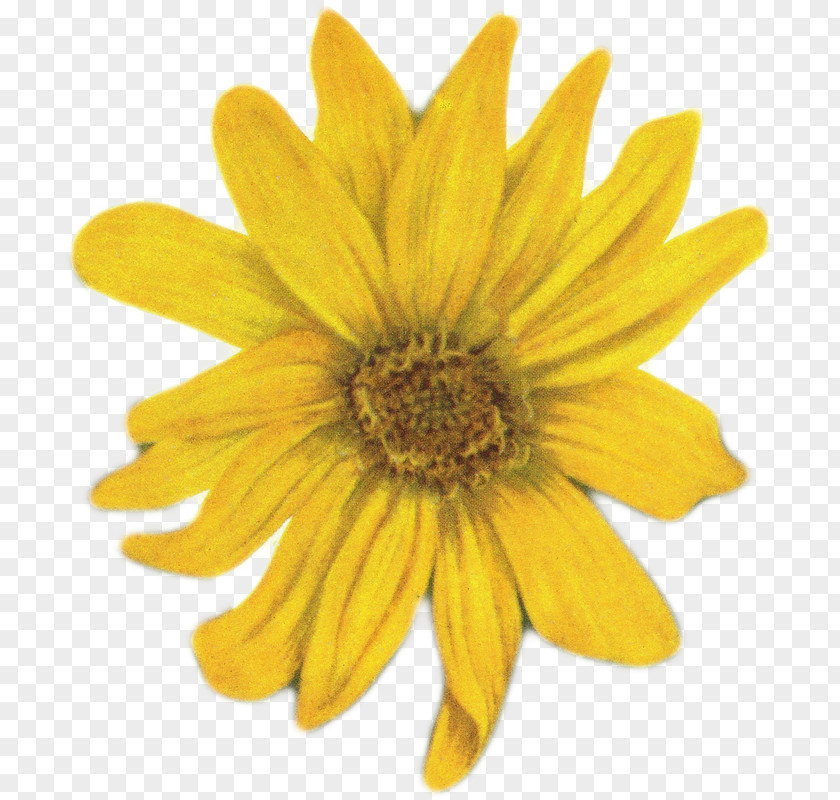 Flower Yellow Stock Photography Clip Art PNG