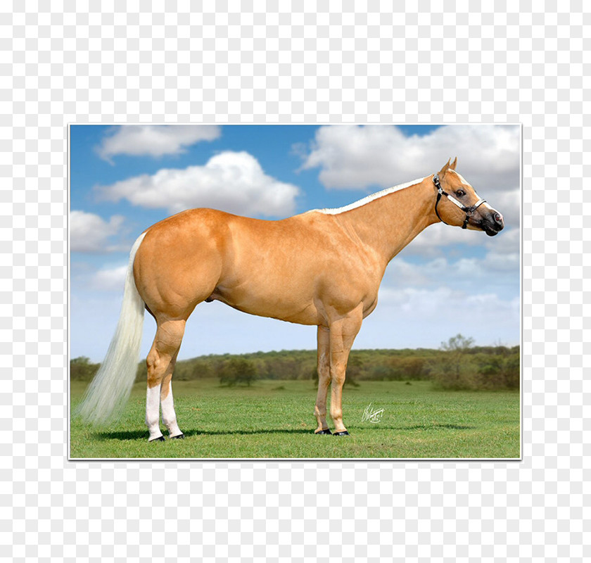 Horse Stallion American Quarter Association Foal Colt PNG