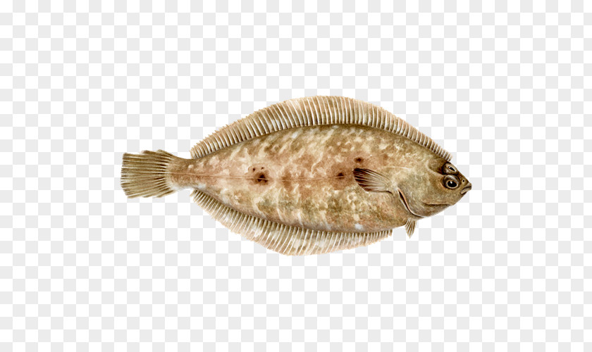 Barbecue Flounder Sole Seafood Watch PNG