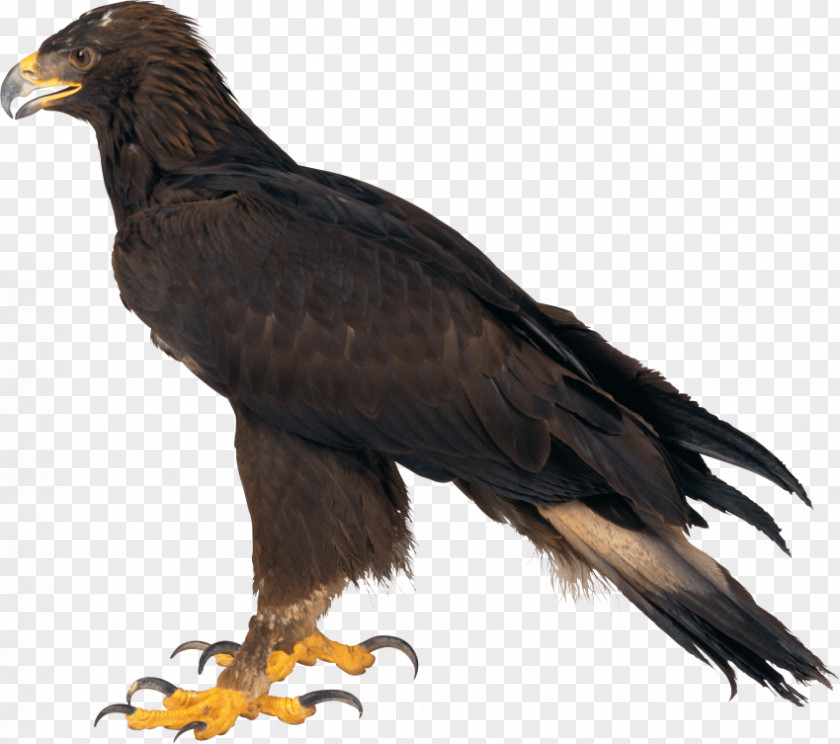 Eagle Bald PNG