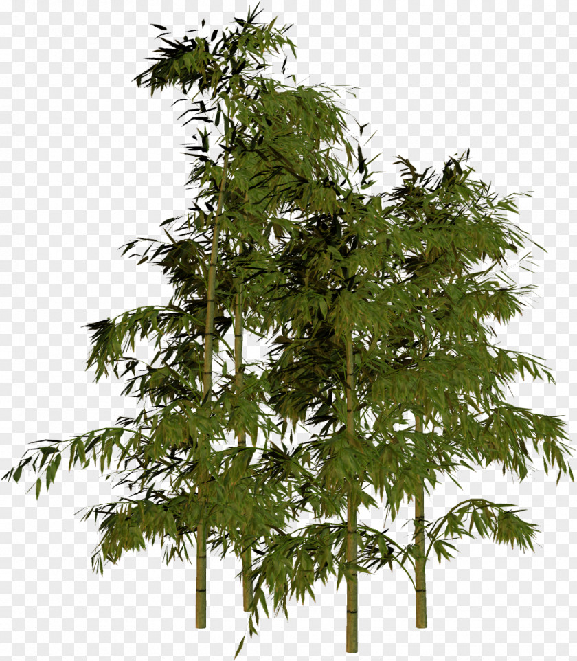 Fir-tree Bamboo Tree PNG