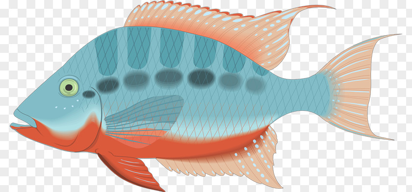 Peces Vertebrate Fish Clip Art PNG