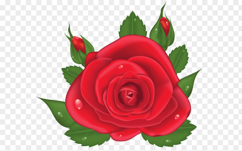 Red Rose Decorative Stock Photography Royalty-free Clip Art PNG