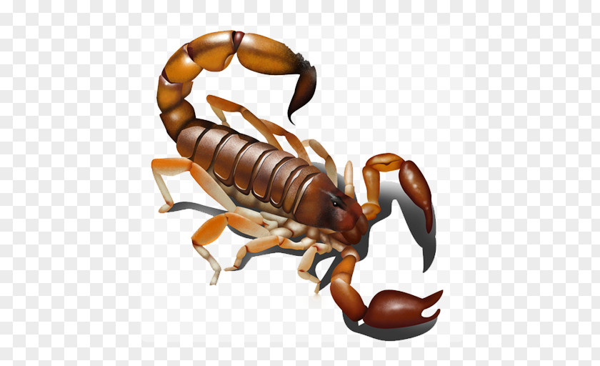 Scorpion Desktop Wallpaper Image PNG