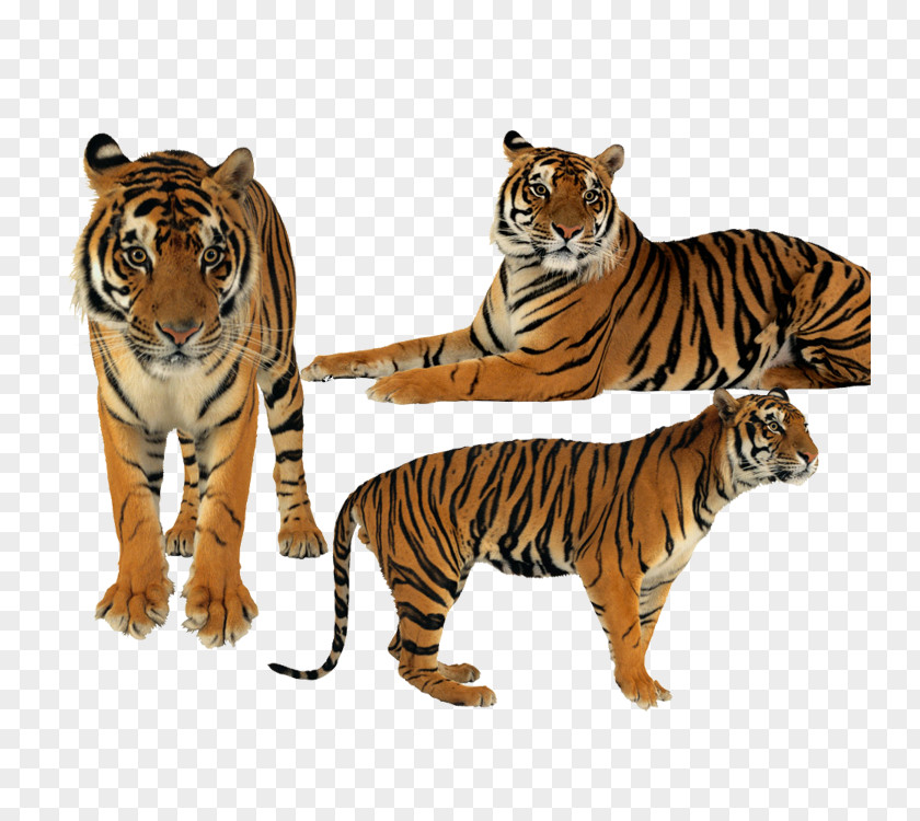 Tiger Creative PNG