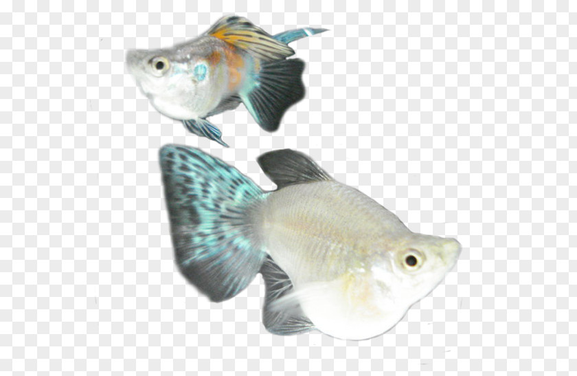 Fish Ornamental Goldfish Common Molly Aquariums PNG
