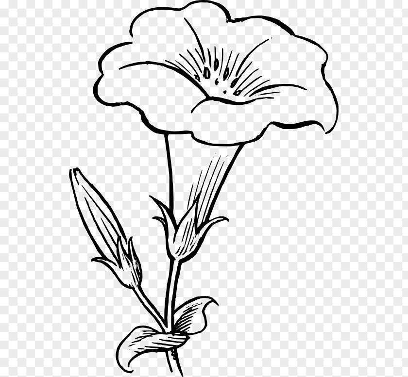 Flower Drawing Black And White Clip Art PNG