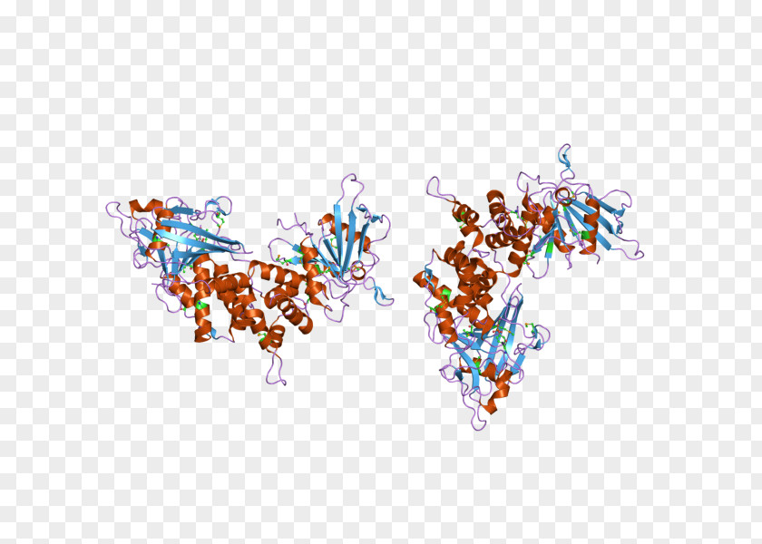 Human Leukocyte Antigen PTPRC Crystal Structure Protein Tyrosine Phosphatase PNG