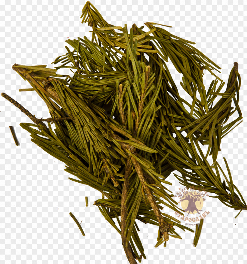 Needle Nilgiri Tea Spruce Dianhong PNG
