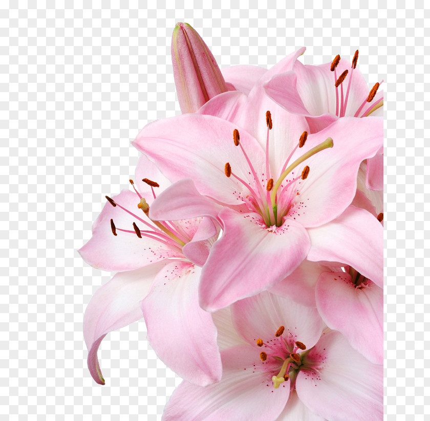 Pink Lily Lilium Candidum Flower Stock Photography Wallpaper PNG