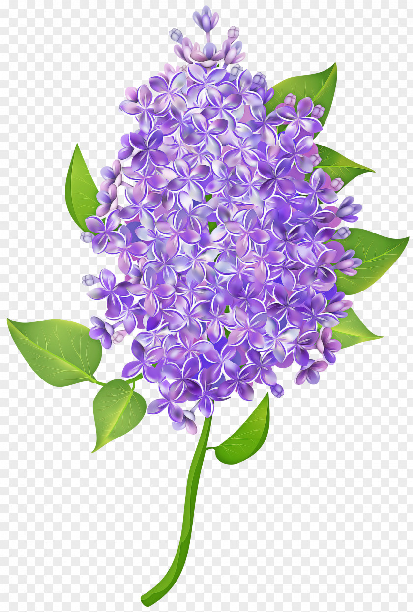 Pontederia Flowering Plant Lavender PNG