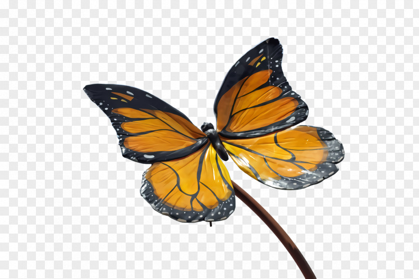 Viceroy Butterfly Lycaenid Monarch PNG