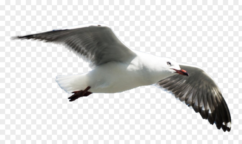 Bird Great Black-backed Gull Gulls European Herring PNG