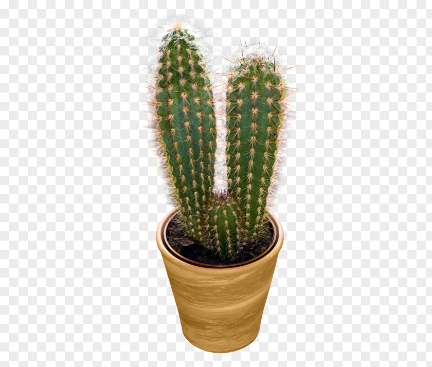 Cactus Image Cactaceae Icon PNG