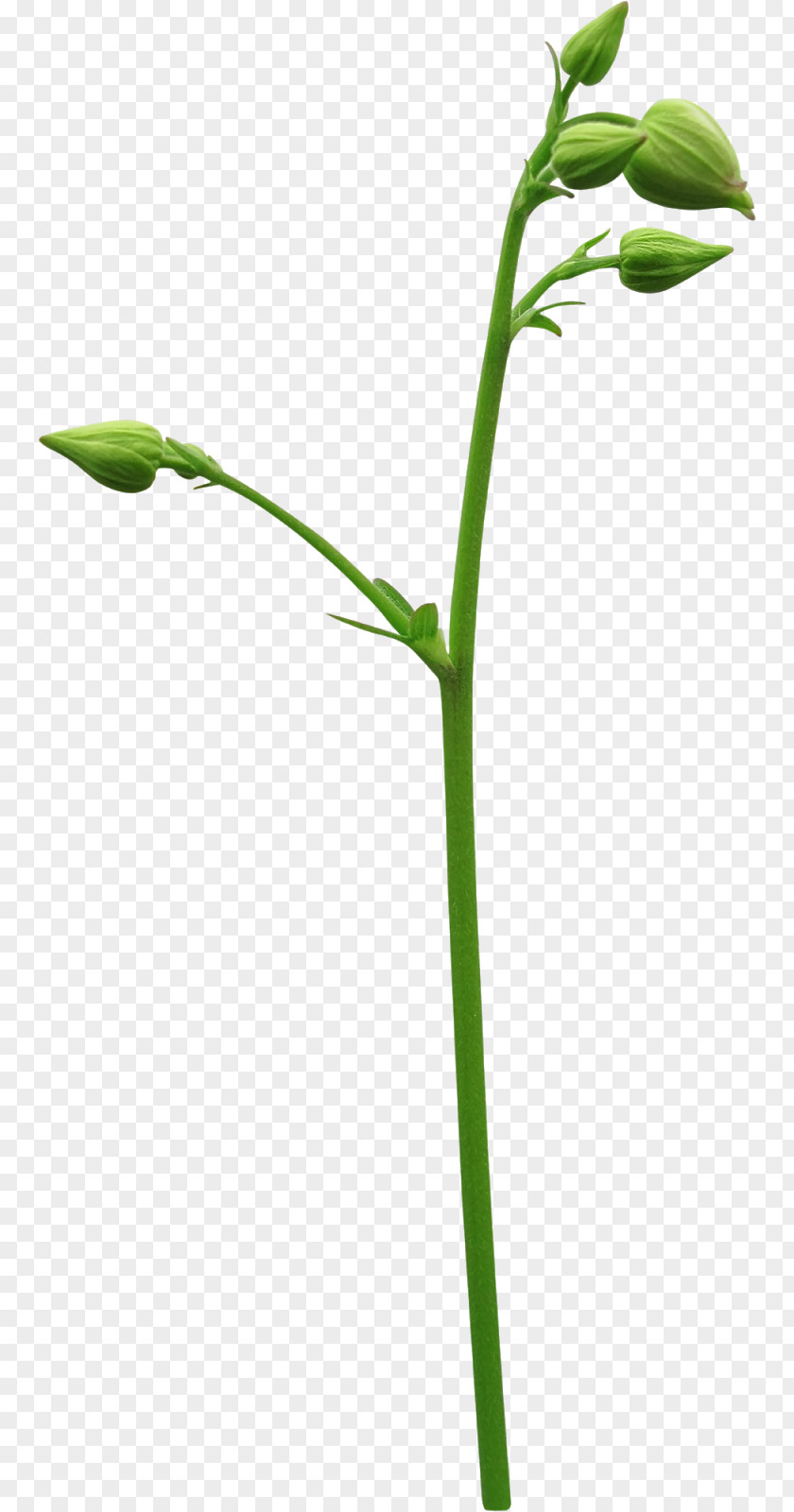 Ornithogalum Flower Floral Design Green PNG