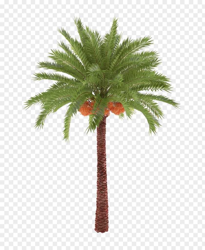Tropical Coconut Tree Material PNG coconut tree material clipart PNG
