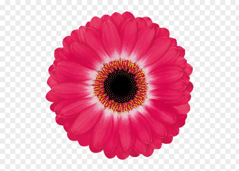 Gerbera Greeting & Note Cards Father's Day Birthday Wish PNG