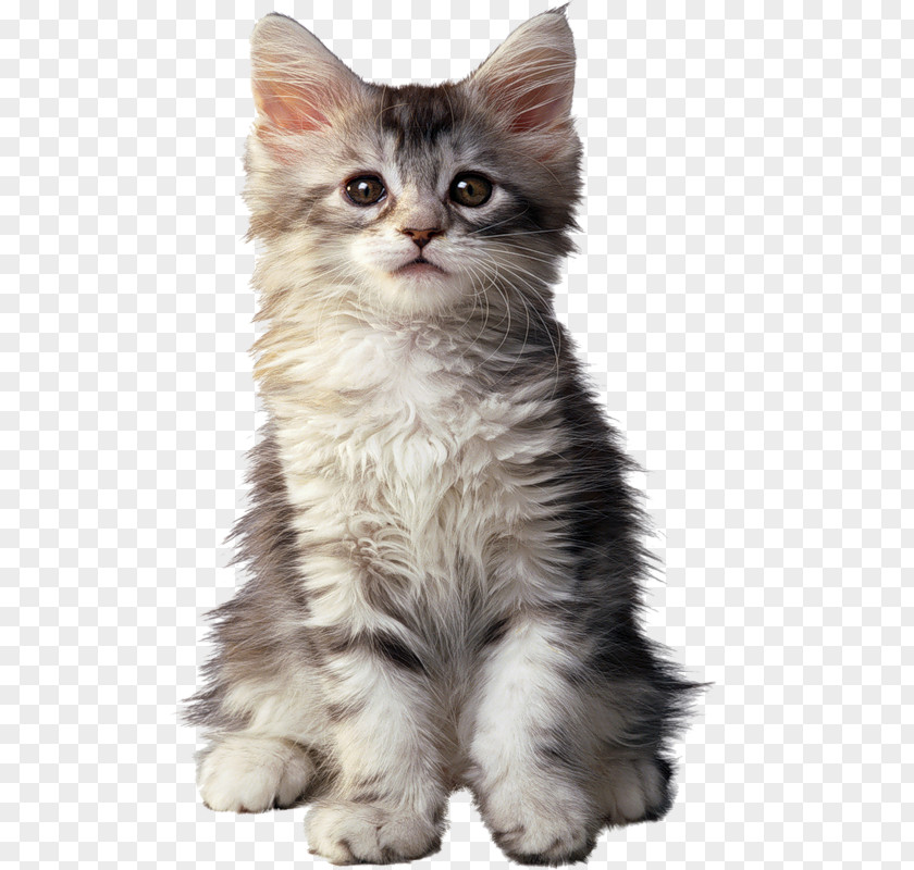 Kitten Maine Coon Persian Cat Dog Food PNG