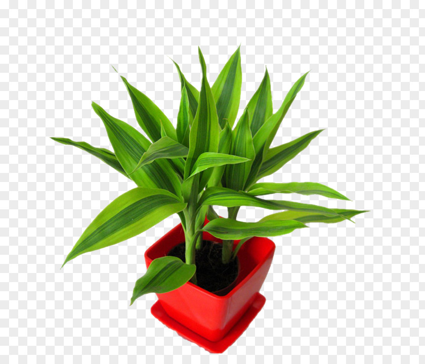 Lucky Bamboo Child Leaf Soil Plant PNG