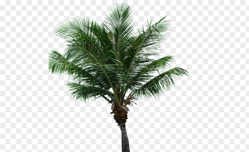 Palm Tree Leaves Asian Palmyra Attalea Speciosa Oil Palms Coconut Date PNG